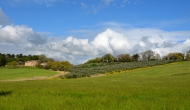 olio4