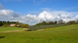 olio4